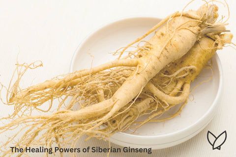 The Healing Powers of Siberian Ginseng