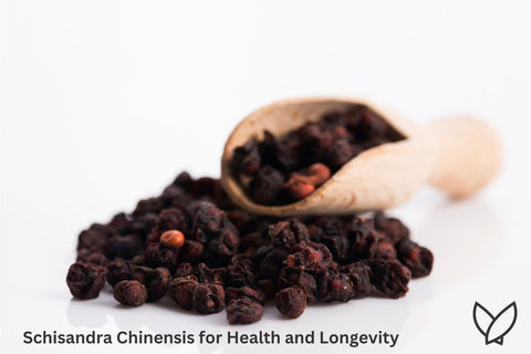 Schisandra Chinensis for Health and Longevity