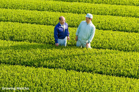 Growing Matcha