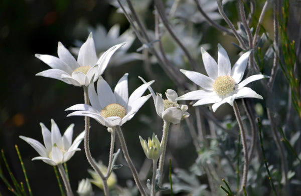 australian native flannel flower