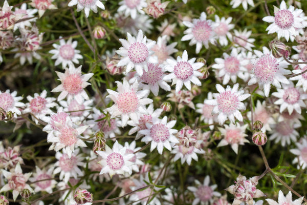 pink flannel flowers