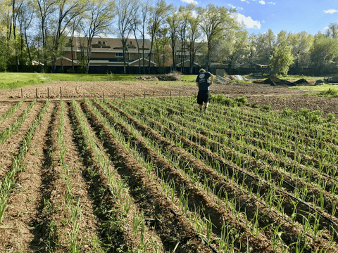 Weeding Garlic Urban Farming