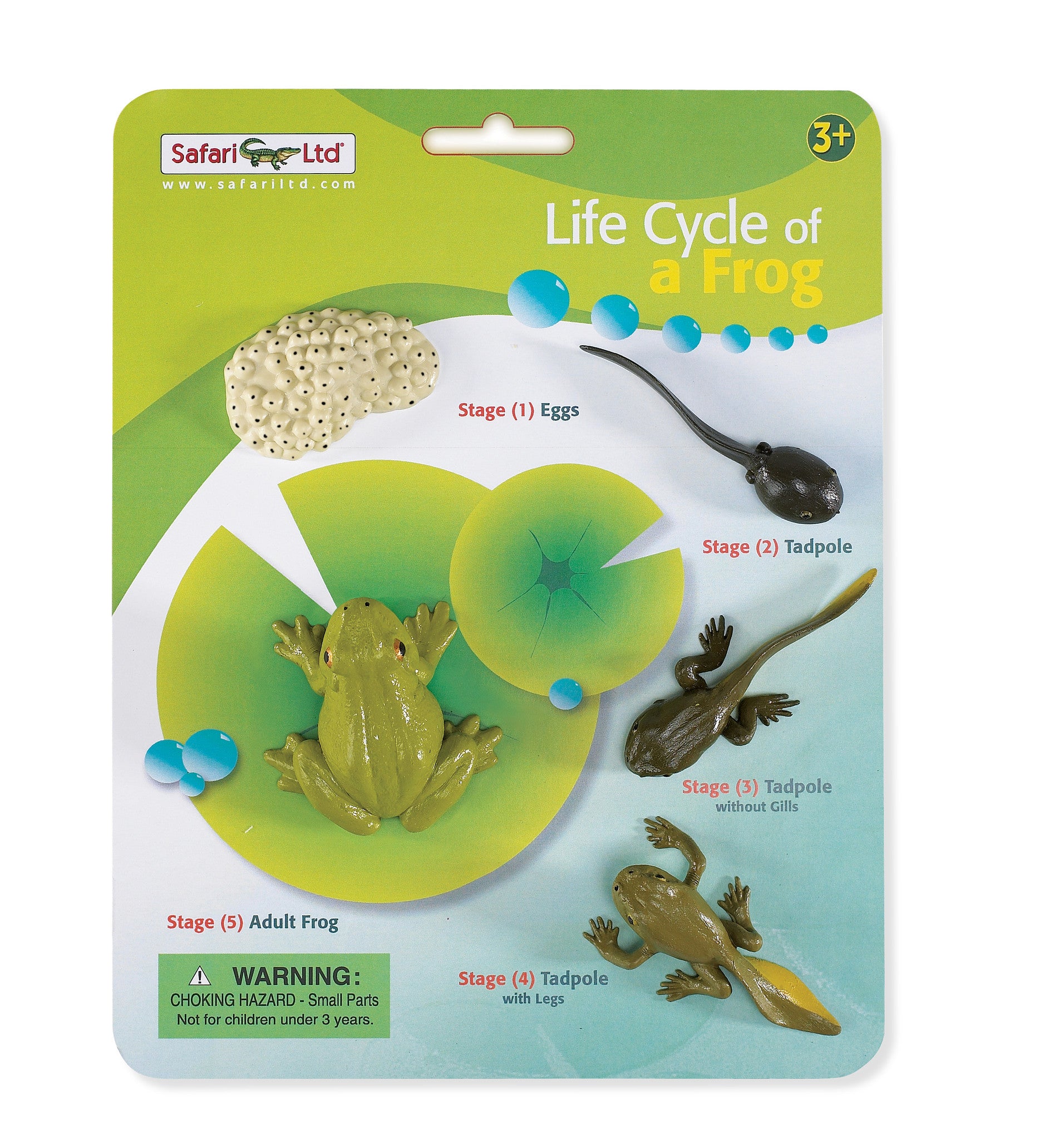 life-cycle-of-a-frog-educational-toys