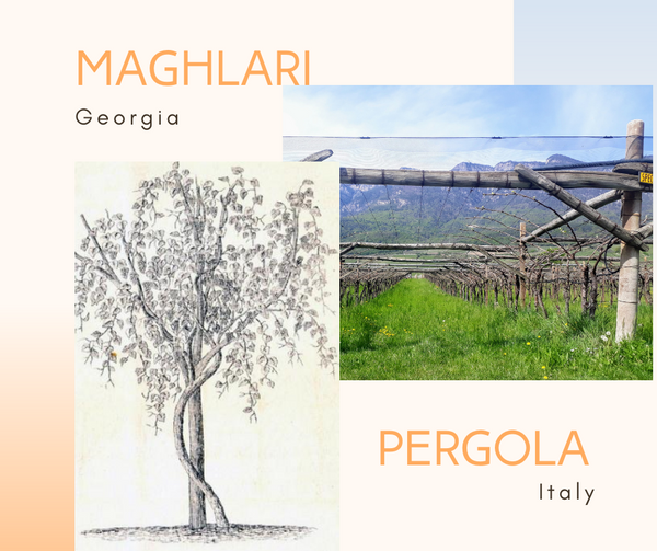 Maghlari (Georgien) und Pergola (Italien)