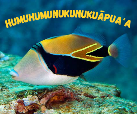 Humuhumu Hawaiian Fish