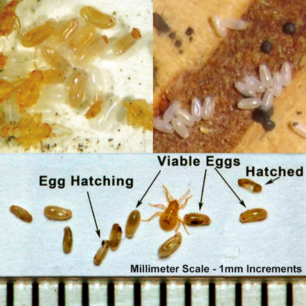 bed bug eggs on mattress