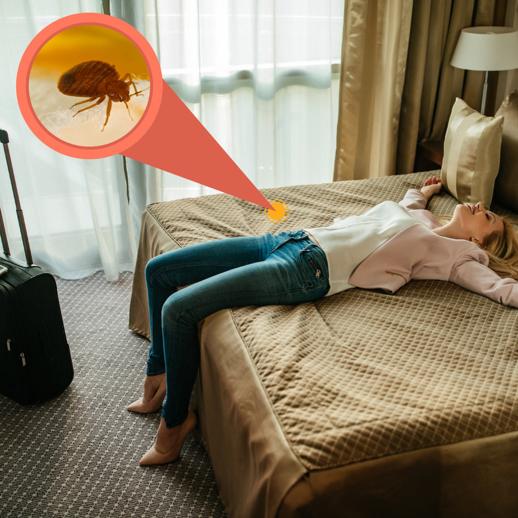 How to Identify Bed Bugs in a Hotel Bed Bug SOS