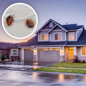 You Found One Bed Bug Now What Pct Pest Control Technology