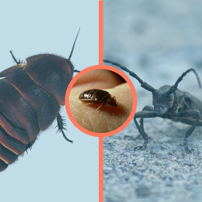 bugs-that-look-like-bed-bugs