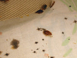 Bed bug on mattress 
