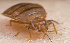 Signs of bed bugs