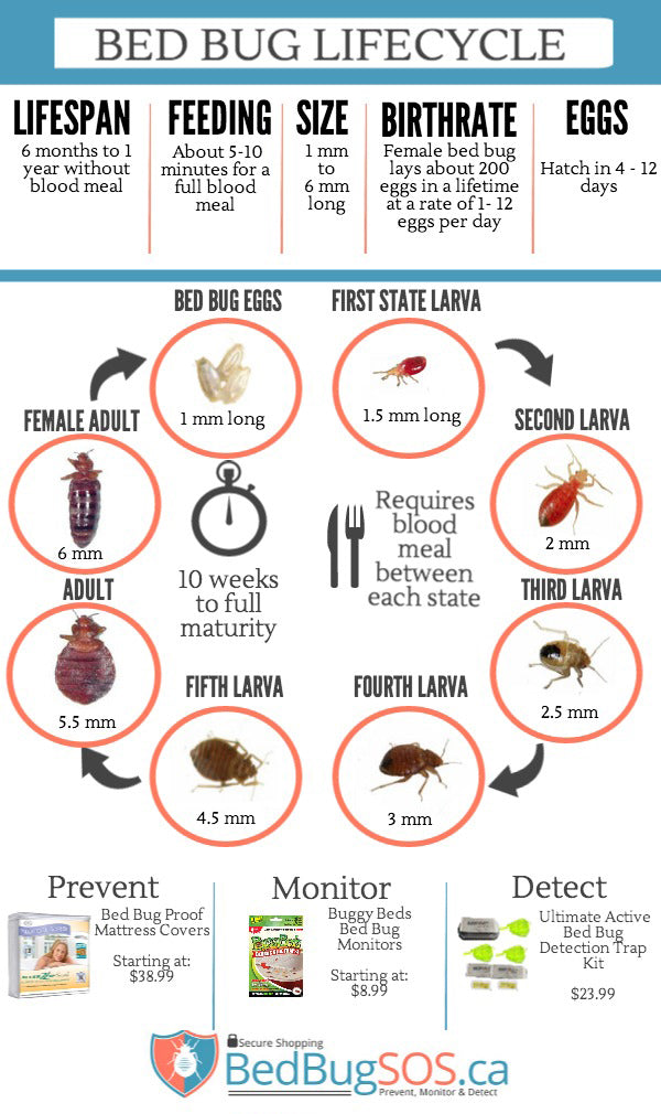 What is the life cycle of a bedbug?