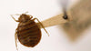 Bed bug picture