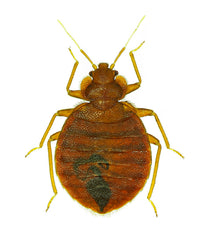 Bed bug picture