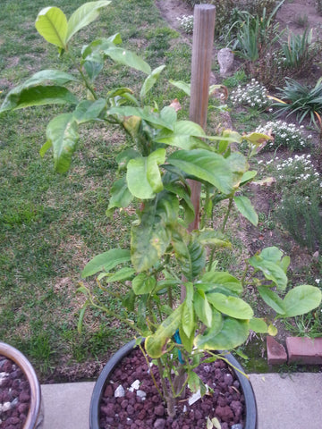 Etrog tree with multiple branching at the base