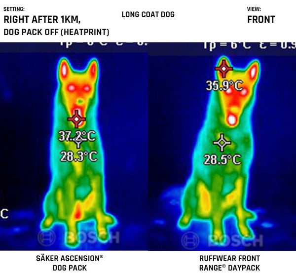 Frontview of the harnesses on a long coat dog after 1km walk while ascension dog pack and ruffwear front range daypack were just taken off