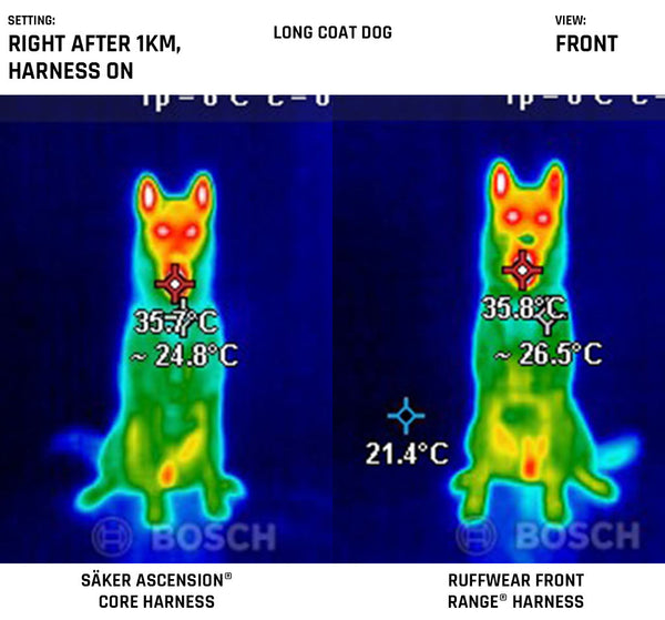 Frontview of the harnesses on a long coat dog after 1km walk while harnesses are still on