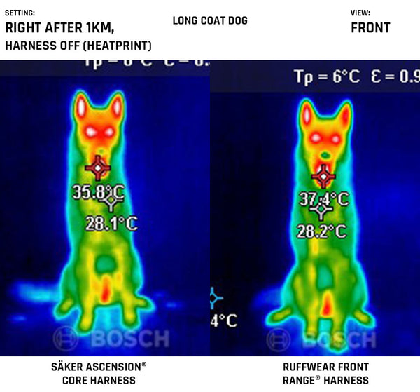 Frontview of the harnesses on a long coat dog after 1km walk right after taking off harness