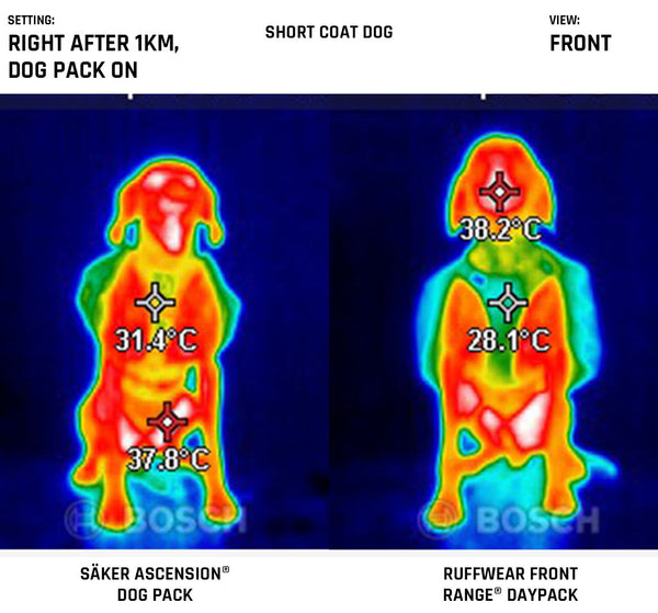 Frontview of the harnesses on a short coat dog after 1km walk while ascension dog pack and ruffwear front range daypack are still on