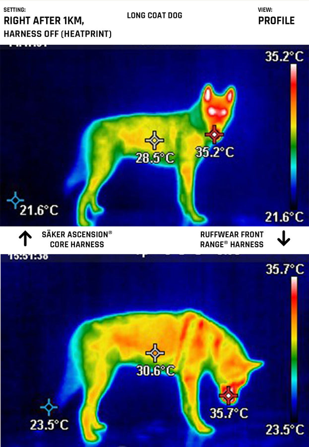 Sideview of the harnesses on a long coat dog after 1km walk right after taking off harness