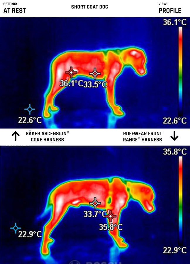 Sideview of short coat dog wearing harness at rest with heatmap