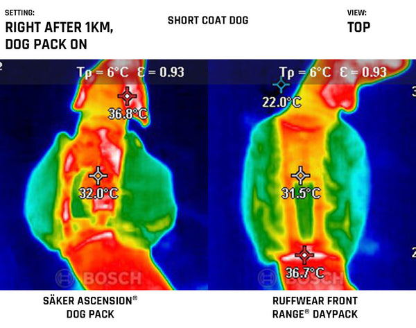 Top view of the harnesses on a short coat dog after 1km walk while ascension dog pack and ruffwear front range daypack are still on