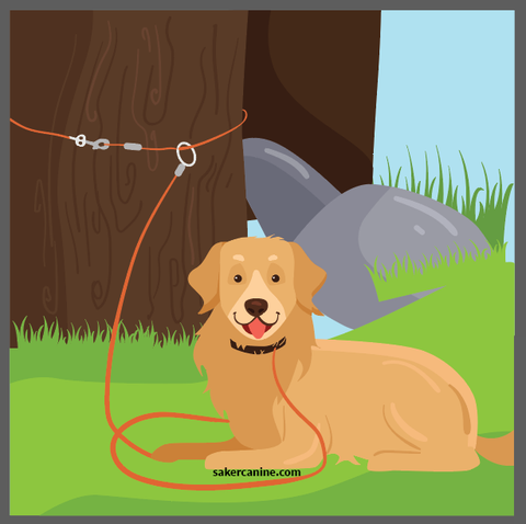 golden retriever with tie out cable tied around a tree
