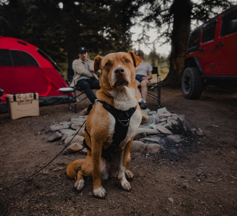 Dog wearing a Y shaped harness from Säker at campsite