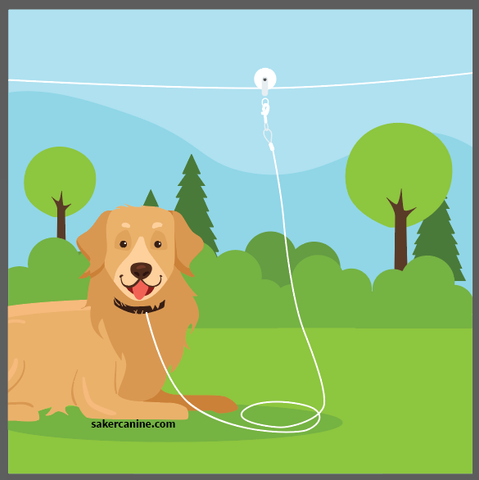 Image of a classic cable run with golden retriever tied to it