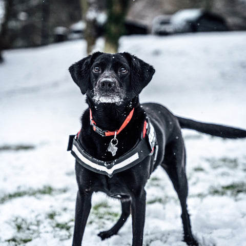 Black dog wearing a Norwegian harness in snow