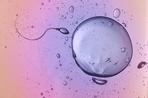 About Ovulation Timing For Trying For A Girl Or Boy The Gender