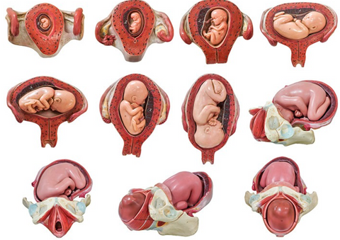 Position of baby inside the womb