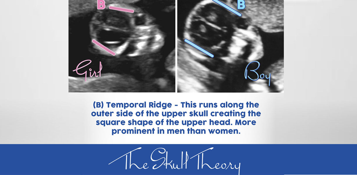 Skull Theory - The Physical Attributes of your Baby's Skull Matter