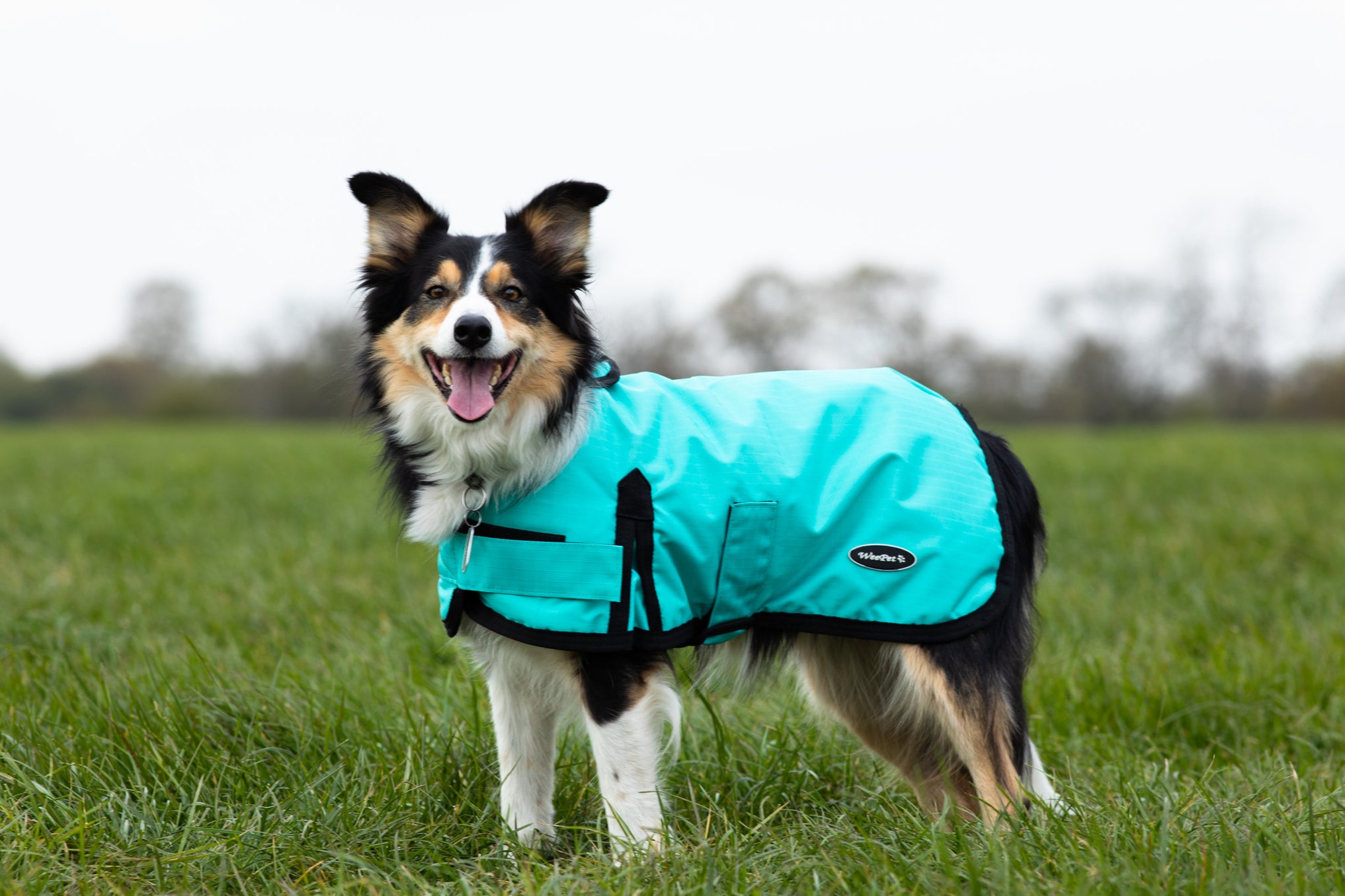 How to measure your dog for a dog coat, and a get a good fit! — Treat Your Dog
