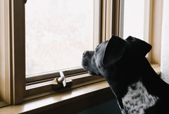 Why Do Dogs Get Separation Anxiety?