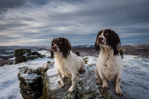 Spaniels