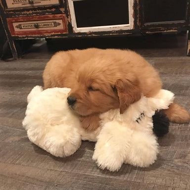 https://cdn.shopify.com/s/files/1/0226/3627/products/Cream_Golden_snuggle_puppy_with_puppy_384x384.jpg?v=1567548141