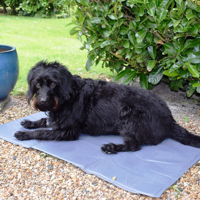 cooling mat for a dog