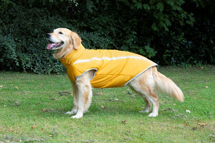 dog underbelly raincoat