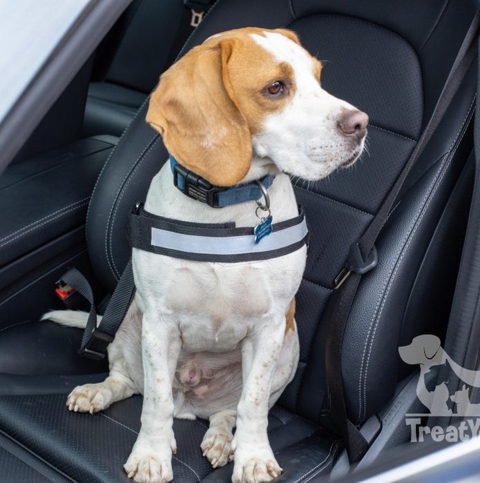 best dog seat belt