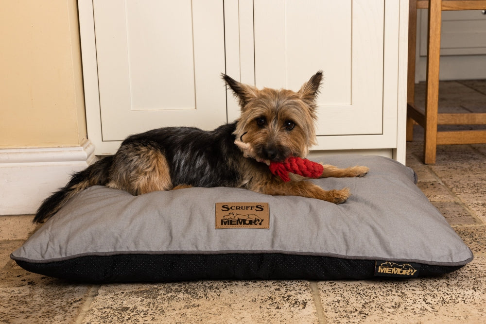 treat a dog bed