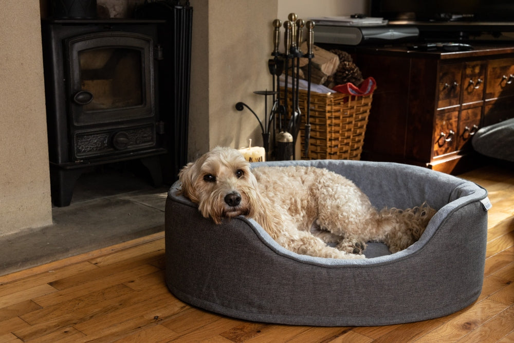 treat a dog bed