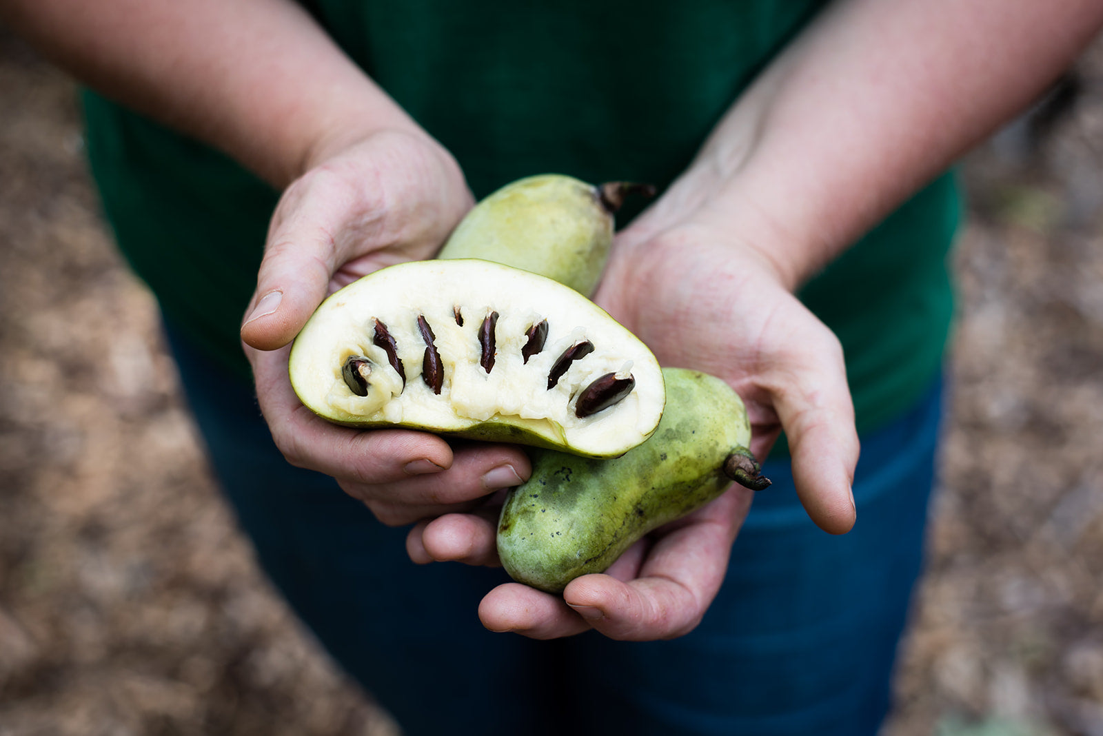 close up of wild pawpaw fruit in a woman's hands