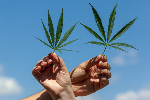 hands holding cannabis legalization 