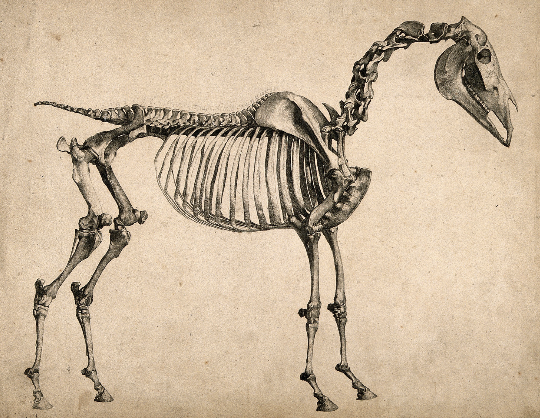 horse anatomy skeleton