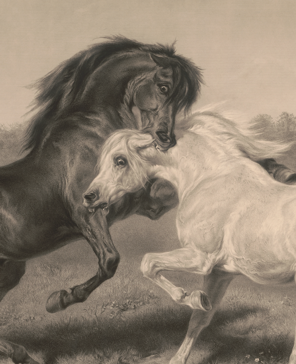 Horses | Shop Illustrated Books, eBooks and Prints