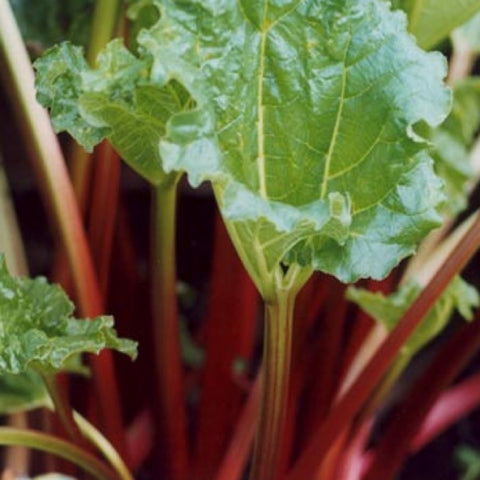 rhubarb