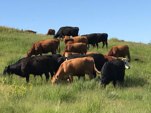 cows beef ranch cattle