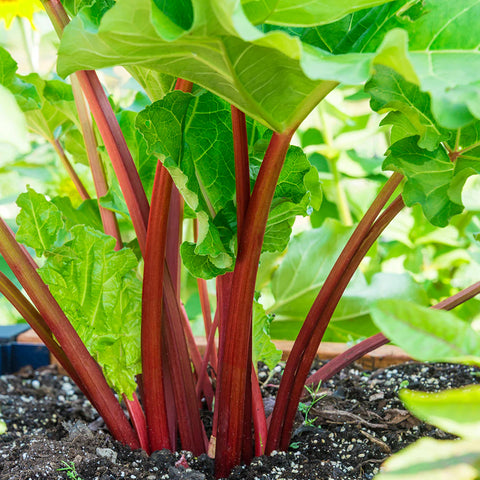 rhubarb