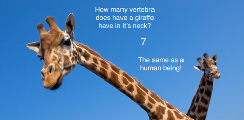 Giraffe neck